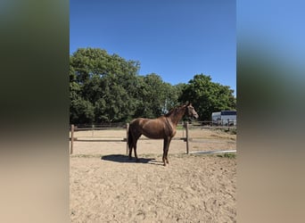 Hannoveraner, Stute, 17 Jahre, 173 cm, Dunkelfuchs