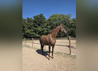 Hannoveraner, Stute, 17 Jahre, 173 cm, Dunkelfuchs