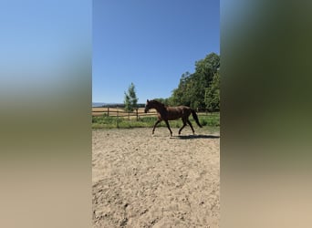 Hannoveraner, Stute, 17 Jahre, 173 cm, Dunkelfuchs