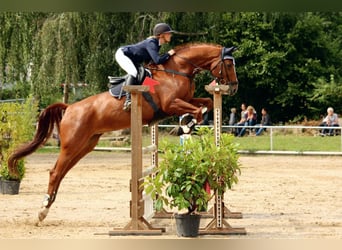 Hannoveraner, Stute, 17 Jahre, 173 cm, Fuchs