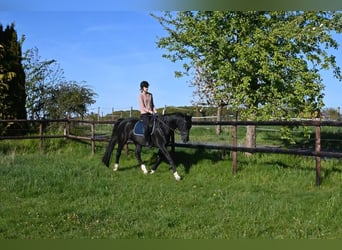 Hannoveraner, Stute, 17 Jahre, 173 cm, Rappe