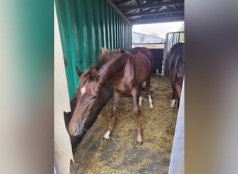 Hannoveraner, Stute, 17 Jahre, Dunkelbrauner