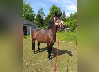 Hannoveraner Mix, Stute, 18 Jahre, 156 cm, Dunkelbrauner