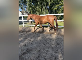 Hannoveraner, Stute, 18 Jahre, 160 cm, Fuchs