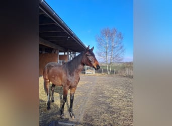 Hannoveraner, Stute, 18 Jahre, 162 cm, Dunkelbrauner