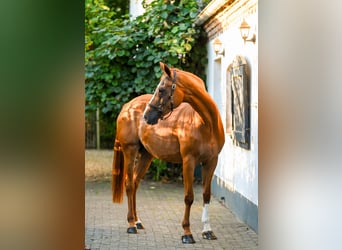 Hannoveraner, Stute, 18 Jahre, 162 cm, Fuchs