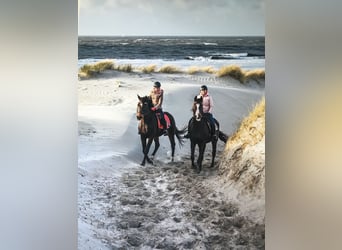 Hannoveraner, Stute, 18 Jahre, 163 cm, Dunkelbrauner