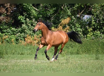 Hannoveraner, Stute, 18 Jahre, 164 cm, Brauner