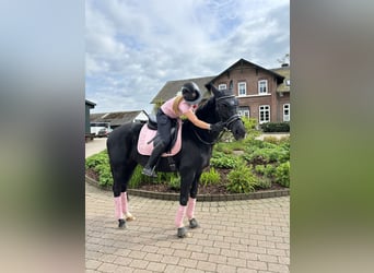 Hannoveraner, Stute, 18 Jahre, 164 cm, Rappe