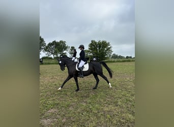 Hannoveraner, Stute, 18 Jahre, 164 cm, Rappe