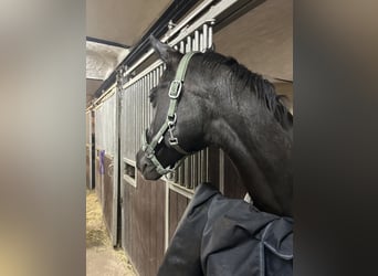 Hannoveraner, Stute, 18 Jahre, 164 cm, Rappe