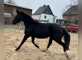 Hannoveraner, Stute, 18 Jahre, 164 cm, Rappe