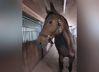 Hannoveraner, Stute, 18 Jahre, 165 cm, Brauner