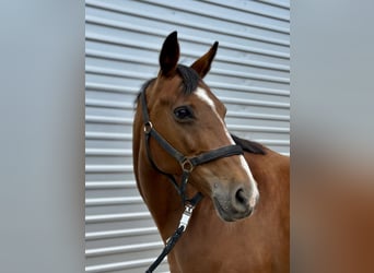 Hannoveraner, Stute, 18 Jahre, 165 cm, Brauner