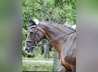 Hannoveraner, Stute, 18 Jahre, 165 cm, Dunkelfuchs
