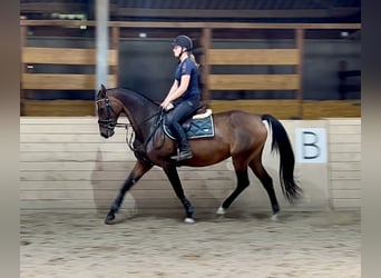 Hannoveraner, Stute, 18 Jahre, 167 cm, Dunkelbrauner
