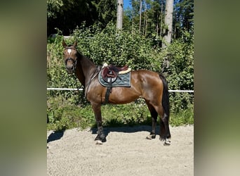 Hannoveraner, Stute, 18 Jahre, 167 cm, Dunkelbrauner