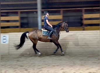Hannoveraner, Stute, 18 Jahre, 167 cm, Dunkelbrauner