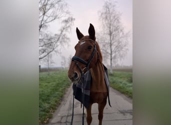 Hannoveraner, Stute, 18 Jahre, 168 cm, Fuchs