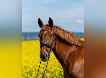 Hannoveraner, Stute, 18 Jahre, 168 cm, Fuchs