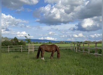 Hannoveraner, Stute, 18 Jahre, 168 cm, Fuchs