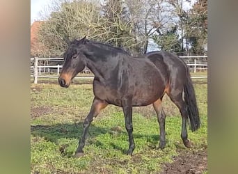 Hannoveraner, Stute, 18 Jahre, 172 cm, Dunkelbrauner