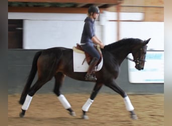 Hannoveraner, Stute, 18 Jahre, 172 cm, Dunkelbrauner