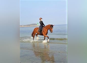 Hannoveraner, Stute, 18 Jahre, 172 cm
