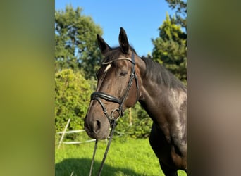 Hannoveraner, Stute, 18 Jahre, 172 cm, Schwarzbrauner