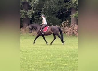 Hannoveraner, Stute, 18 Jahre, 173 cm, Dunkelbrauner