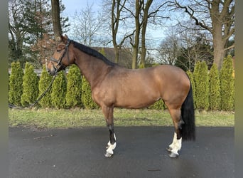 Hannoveraner, Stute, 18 Jahre, 176 cm, Brauner