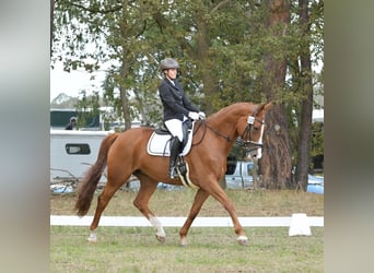 Hannoveraner, Stute, 18 Jahre, 178 cm, Fuchs