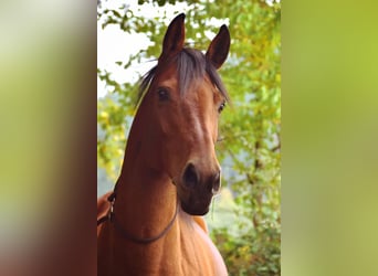 Hannoveraner, Stute, 19 Jahre, 162 cm, Brauner