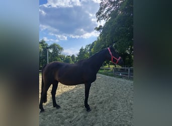 Hannoveraner, Stute, 19 Jahre, 163 cm, Dunkelbrauner