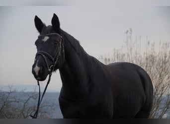 Hannoveraner, Stute, 19 Jahre, 163 cm, Rappe