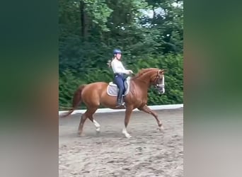 Hannoveraner, Stute, 19 Jahre, 165 cm, Fuchs