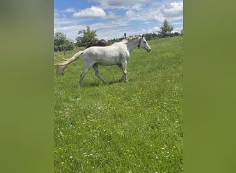 Hannoveraner, Stute, 19 Jahre, 165 cm, Schimmel