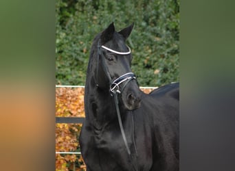 Hannoveraner, Stute, 19 Jahre, 165 cm, Schwarzbrauner