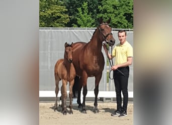 Hannoveraner, Stute, 19 Jahre, 167 cm, Brauner