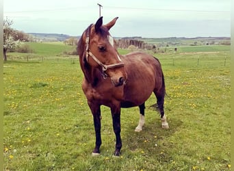 Hannoveraner, Stute, 19 Jahre, 168 cm, Brauner