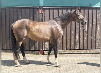 Hannoveraner, Stute, 19 Jahre, 170 cm, Brauner