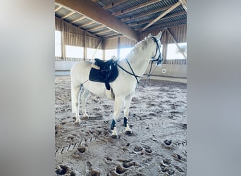 Hannoveraner, Stute, 19 Jahre, 170 cm, Schimmel