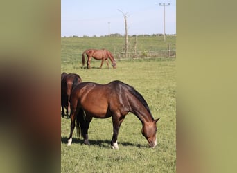 Hannoveraner, Stute, 19 Jahre, 170 cm, Schwarzbrauner