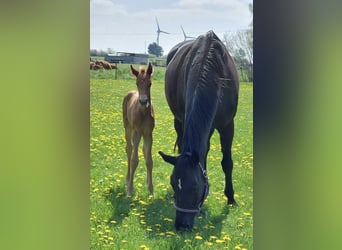 Hannoveraner, Stute, 19 Jahre, Schwarzbrauner