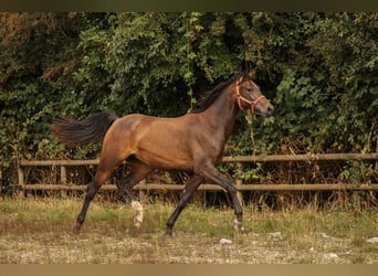 Hannoveraner, Stute, 1 Jahr, 147 cm, Braunfalbschimmel