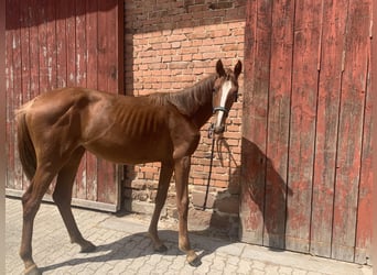 Hannoveraner, Stute, 1 Jahr, 150 cm, Fuchs
