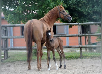 Hannoveraner, Stute, 1 Jahr, 155 cm, Dunkelbrauner