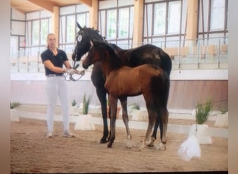 Hannoveraner, Stute, 1 Jahr, 163 cm, Brauner