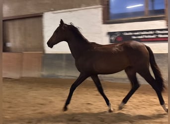 Hannoveraner, Stute, 1 Jahr, 163 cm, Brauner