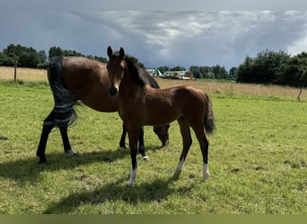 Hannoveraner, Stute, 1 Jahr, 164 cm, Brauner